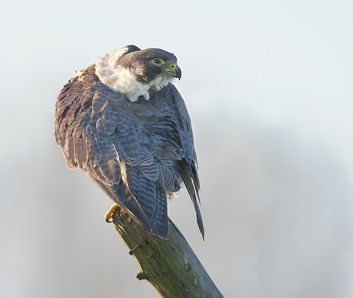 poetsende slechtvalk.jpg